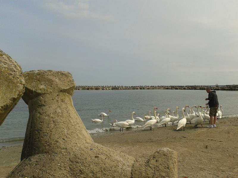 lebede la Mangalia, Foto: USER UPLOADED