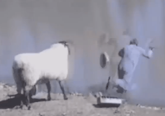 Berbec naravas, Foto: youtube.com