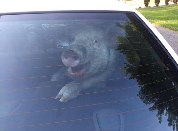 Porc retinut de politie, Foto: Shelby Township Police Department