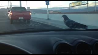 Lenesul, Foto: youtube.com