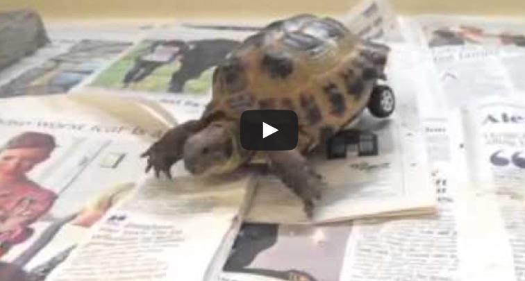 Broasca testoasa, Foto: Captura YouTube