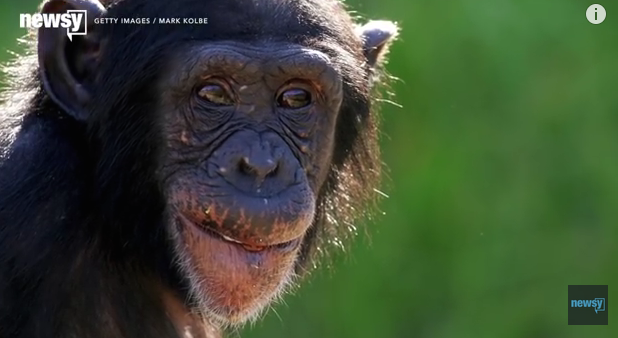 Cimpanzeu, Foto: Captura YouTube