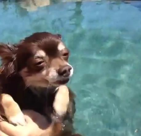 Catelus care inoata, Foto: Captura YouTube