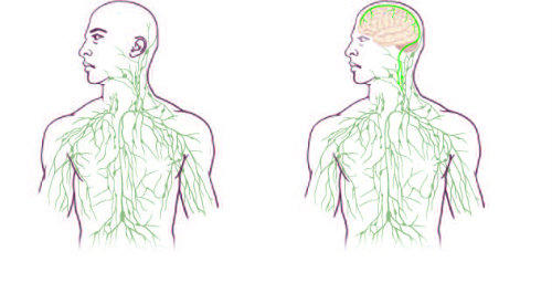 Harta sistemului limfatic: cel vechi (stanga) si cel nou (dreapta), Foto: University of Virginia