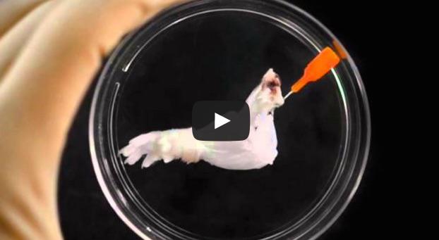 Experiment, Foto: Captura YouTube