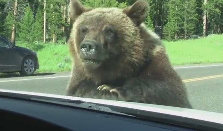 Un urs pe masina, Foto: Captura YouTube