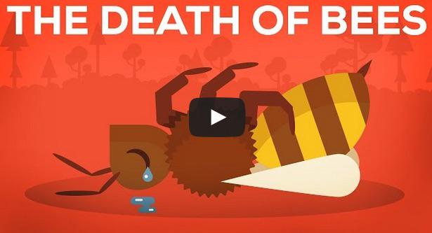 Importanta albinelor, Foto: Captura YouTube