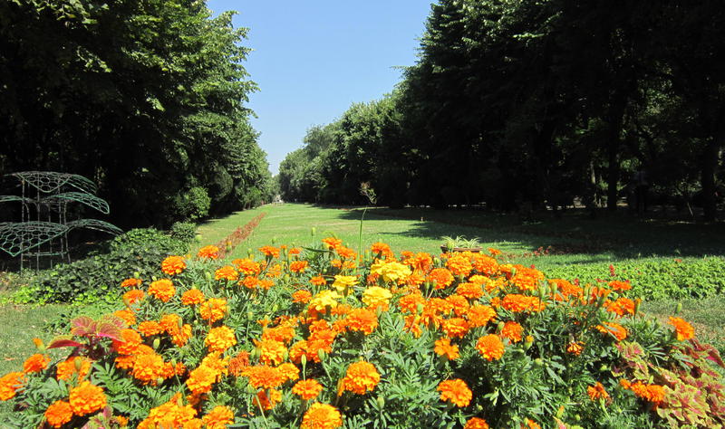 Racoarea Cismigiului, Foto: USER UPLOADED