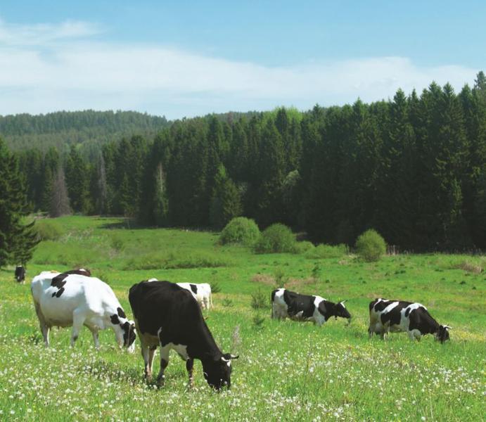 Grija pentru mediu, Foto: Danone Romania