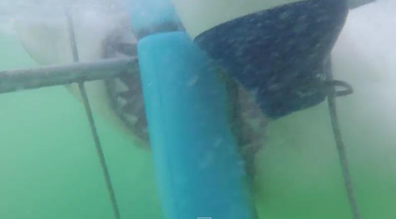 Atacul rechinului, viral pe internet, Foto: Captura YouTube