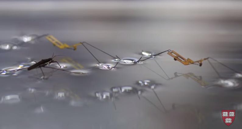 Insecta robot, Foto: Captura YouTube