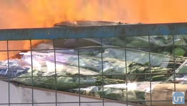 Rusia distruge flori olandeze, Foto: Captura YouTube