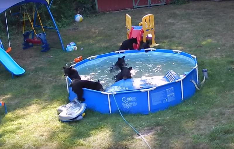 Sase ursi se distreaza in piscina unei familii din SUA, Foto: Captura YouTube