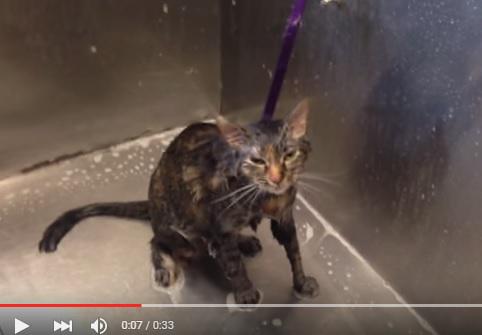 clipul zilei, Foto: Captura YouTube