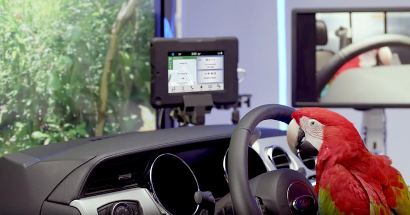 Ford SYNC 3 si papagalul, Foto: Captura YouTube