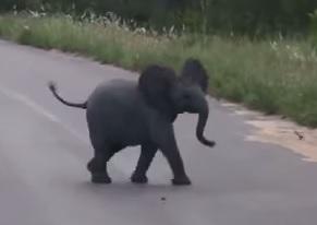 clipul zilei, Foto: Captura YouTube