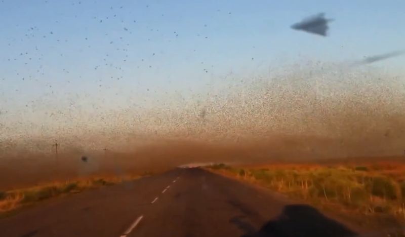 Invazie de lacuste uriase in sudul Rusiei, Foto: Captura YouTube
