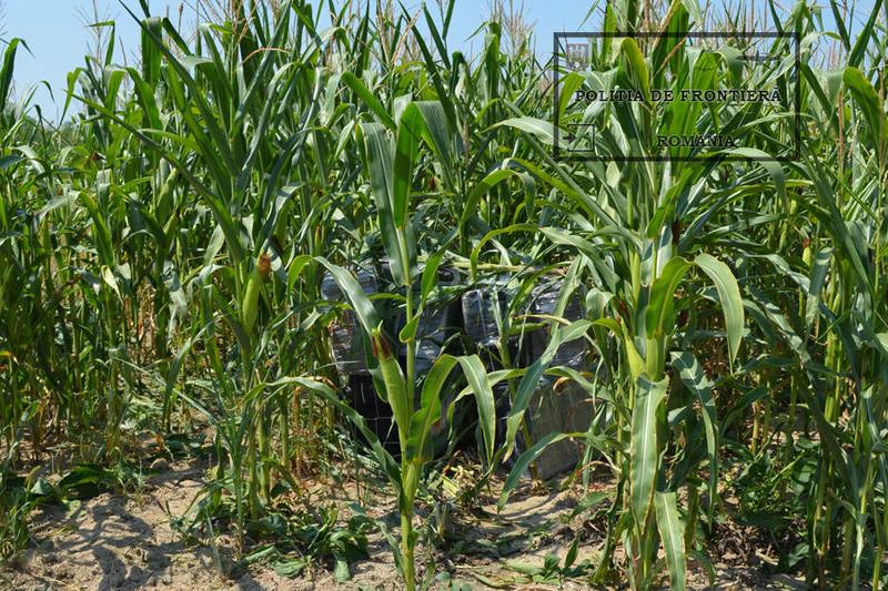 Tigari aduse cu motodeltaplanul din Ucraina, ascunse intr-un lan de porumb, Foto: Politia de Frontiera