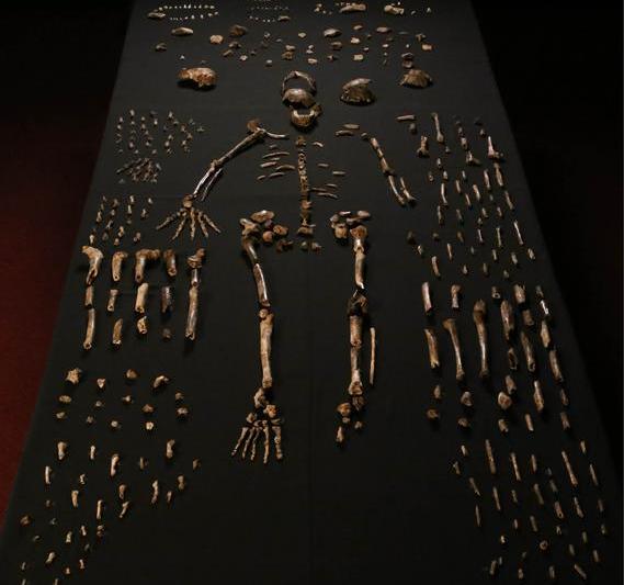 Homo naledi Africa de Sud, Foto: elifesciences.org