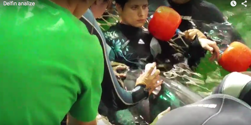 Operatiune de salvare a delfinului Ni-Ni, Foto: Captura YouTube