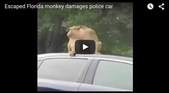 Zeek, Foto: Captura YouTube