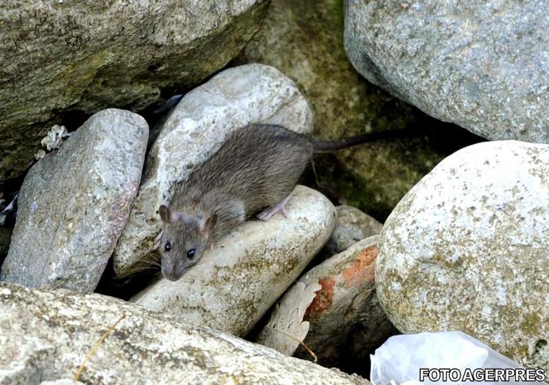 Sobolan, Foto: AGERPRES