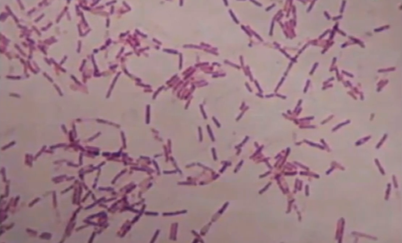 Savantii incearca sa inteleaga cum Bacillus F a ramas in viata milioane de ani, Foto: Captura YouTube