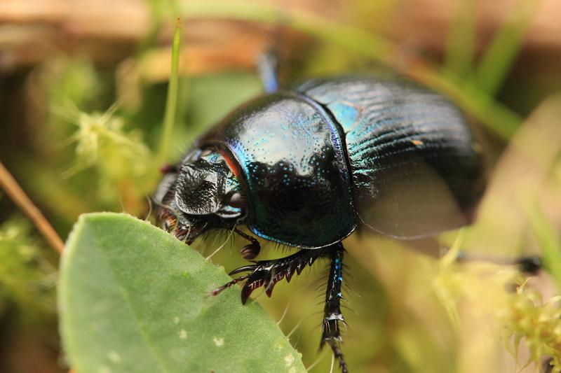 Carabus in iarba. Neagra Sarului, Gura Humorului, Foto: Madalina