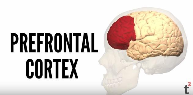 Cortexul prefrontal, Foto: Captura YouTube