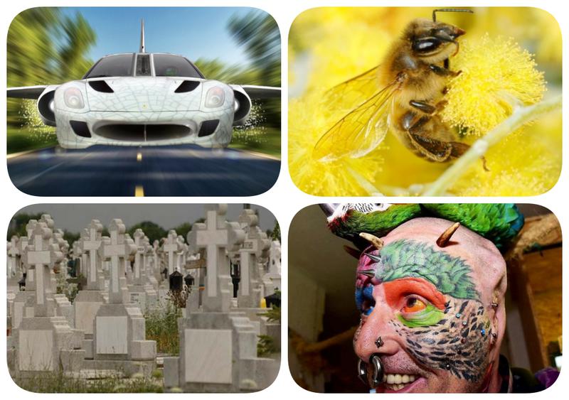 Faze tari, Foto: Colaj foto