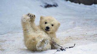 Patinaj...si nu prea, Foto: youtube.com