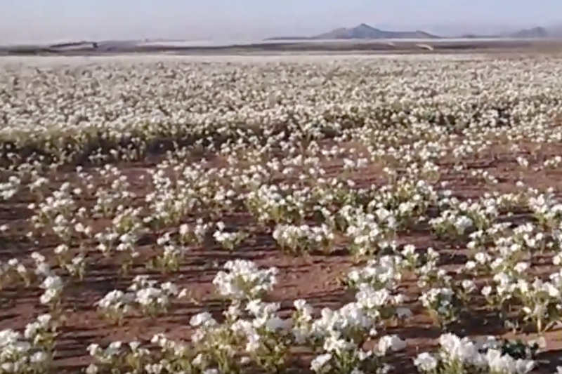 Imens covor de flori in desertul Atacama, Foto: Captura YouTube