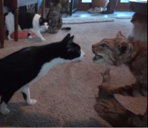 Clipul zilei, Foto: Captura Youtube.com