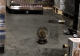 Ratonul petrecaret, Foto: youtube.com