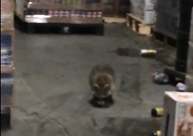 Ratonul petrecaret, Foto: youtube.com