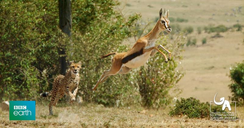 The Hunt, Foto: antipa.ro