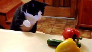 Frica de castravete, Foto: youtube.com