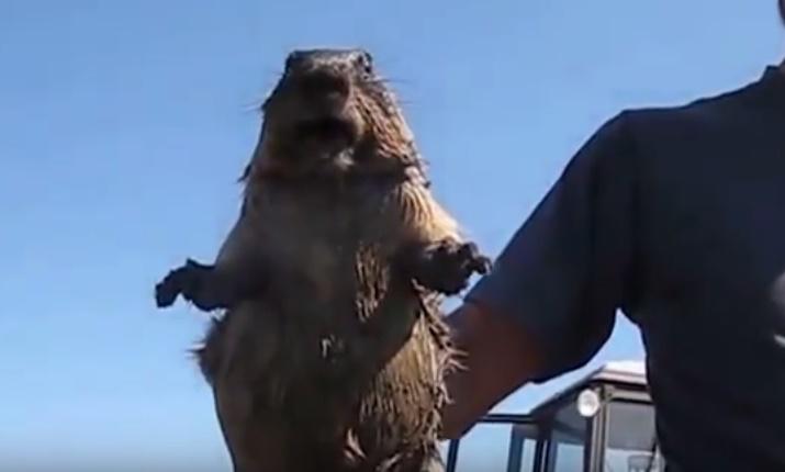 Clipul zilei, Foto: Captura YouTube