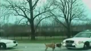 Pofta de masini, Foto: youtube.com