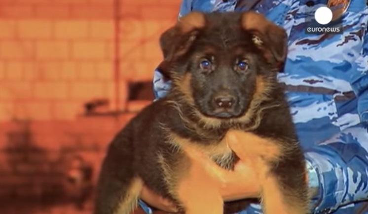 Dobrinia, catelul oferit de rusi francezilor, Foto: Captura YouTube