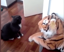 marele boxer, Foto: dailymail.co.uk