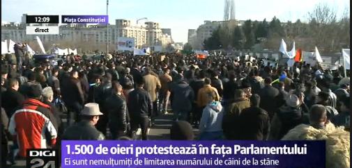 Protest al oierilor, Foto: Captura Digi 24