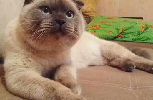 Pisica Barsik, Foto: Captura Youtube.com