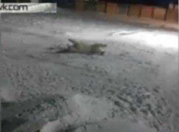 Ursoaica ranita in Arctica, Foto: Captura YouTube