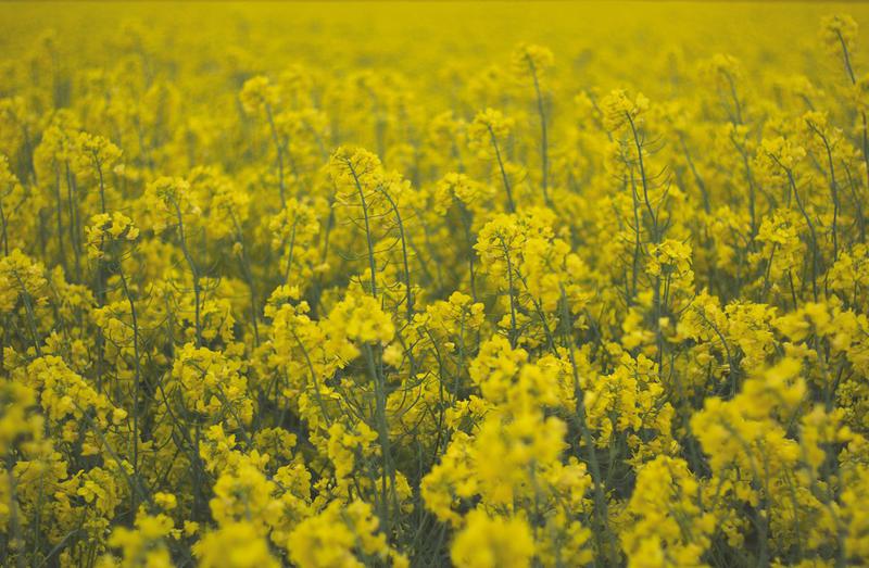 Camp cultivat cu rapita, Foto: stocksnap.io