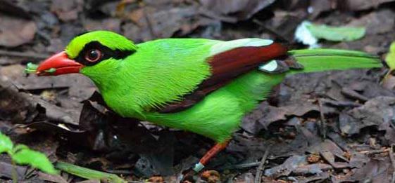 Cissa thalassina - cotofana verde din insula indoneziana Java, Foto: captura ecran