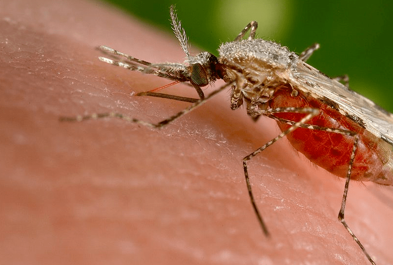 Tantar, Foto: Smile Media