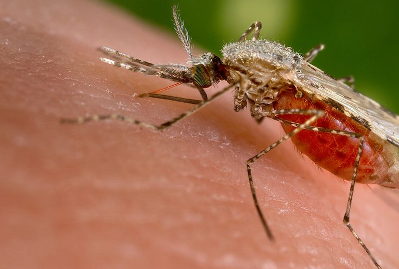 Tantar, Foto: Smile Media