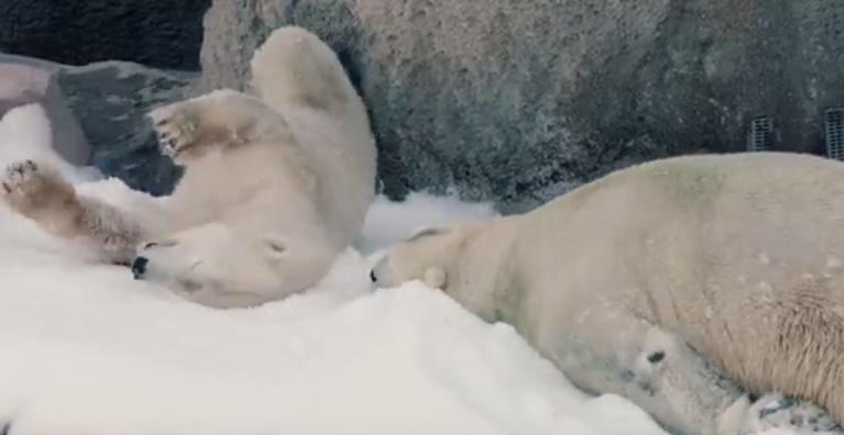 Clipul zilei, Foto: Captura YouTube