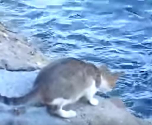 Clipul zilei, Foto: Captura Youtube.com